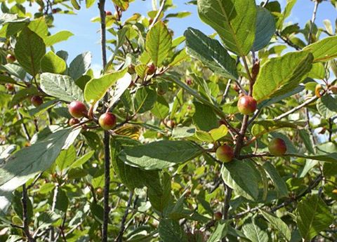 Alder Buckthorn