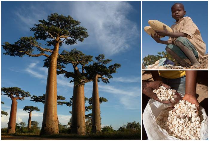 Baobab Grow Trees Blog   Baobab 