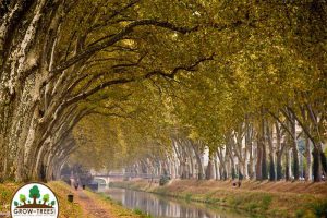 Canal du Midi