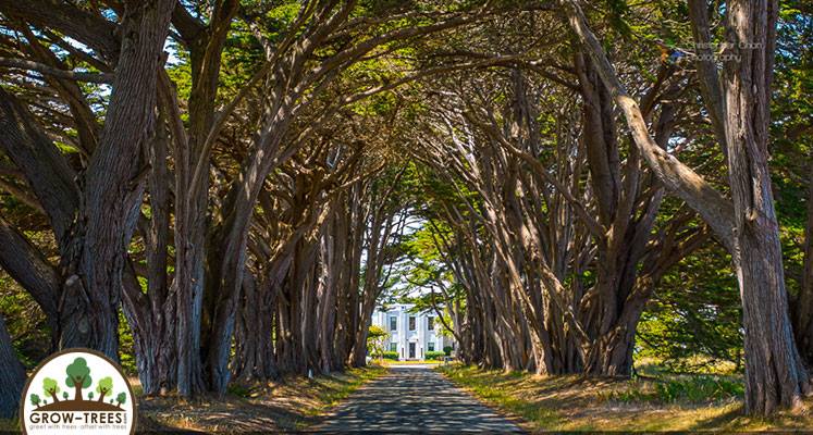 Cypress Trees Tunnel