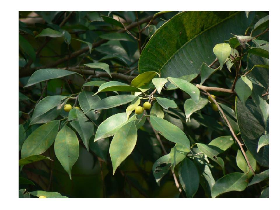 Ficus benjamina