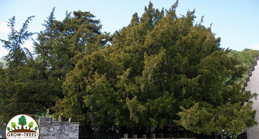 Fortingall Yew tree
