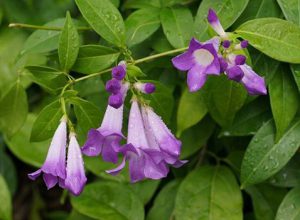 Garlic Vine - Grow-Trees Blog