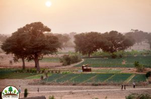 Great-Green-Wall-Africa-4