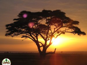 Great-Green-Wall-of-Africa-