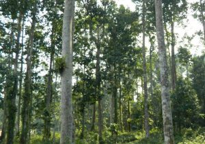 Hollong - Grow-Trees Blog