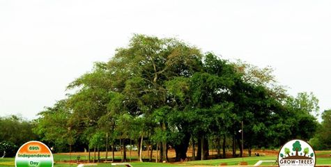 Indian Banyan