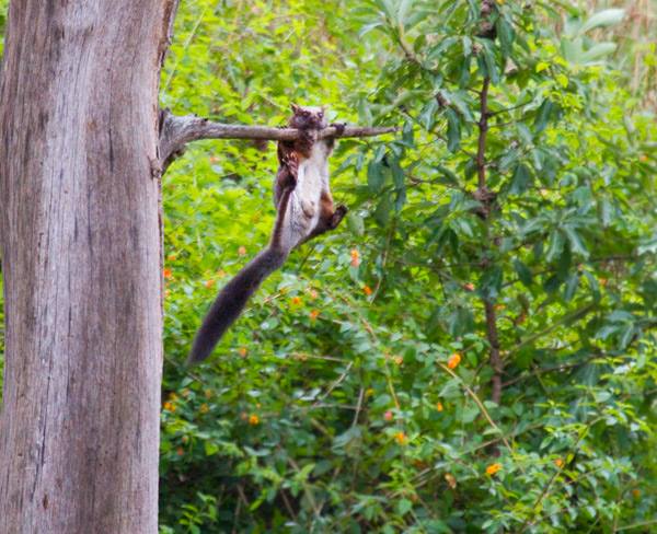 Indian Giant Flying Squirrels