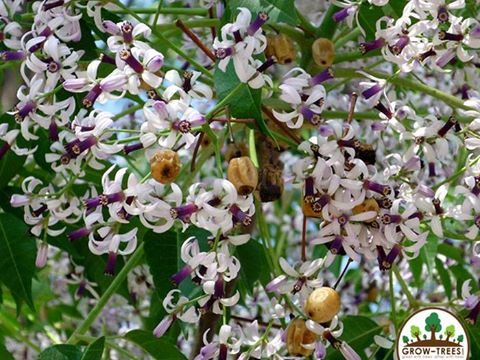 Indian Lilac