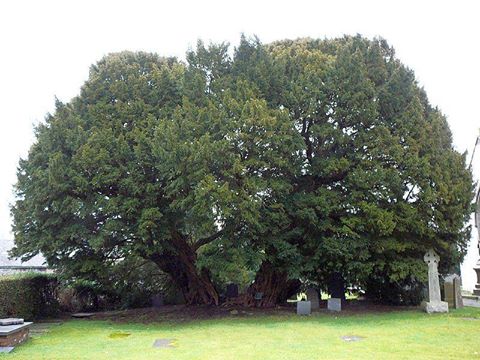 Llangernyw Tree