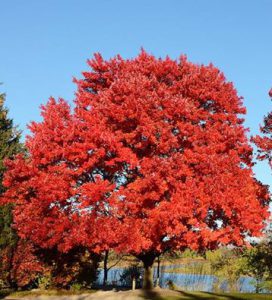 Red Maple - Grow-Trees Blog