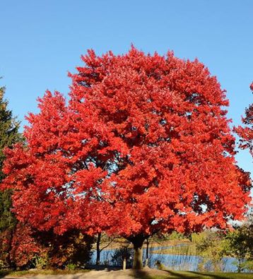 Red Maple