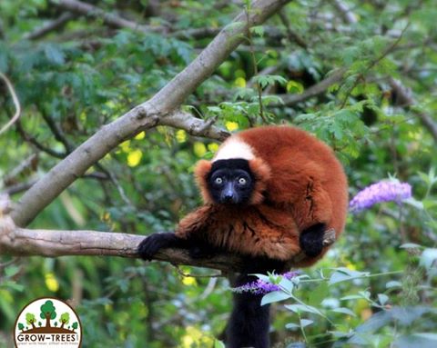 Red ruffed lemurs