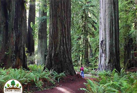 Redwoods State Park