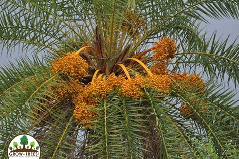 Silver date palm