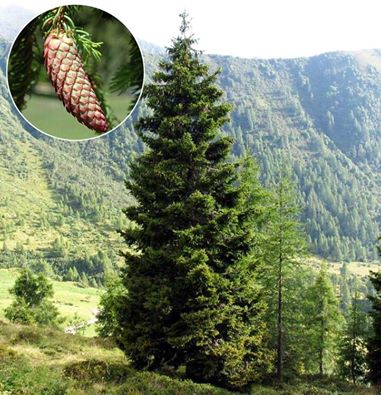 The Norway spruce