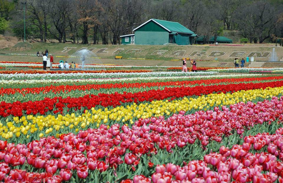 Tulip Garden