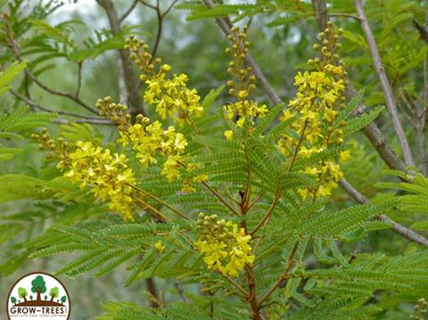 Weeping wattle