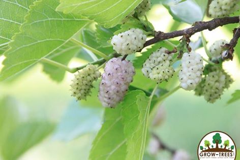 White Mulberry