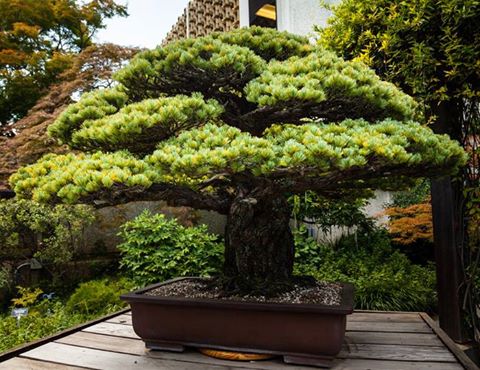 Yamaki Pine