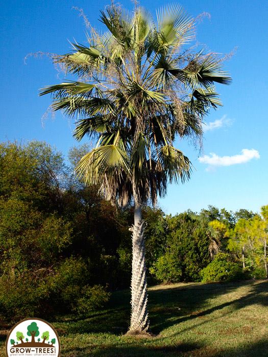 Carnauba Palm