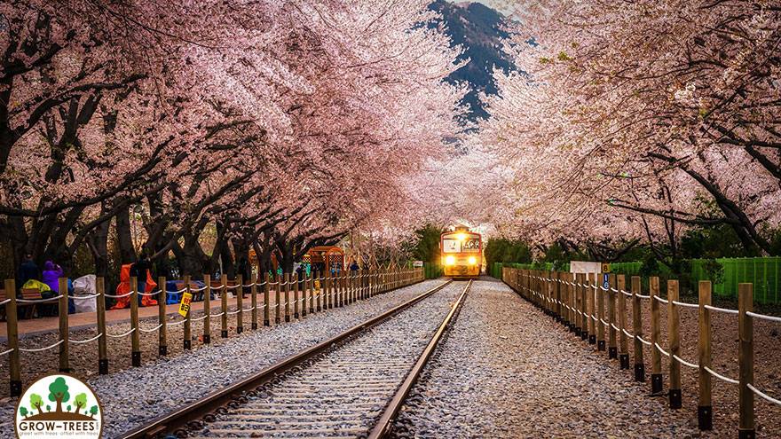 Cherry Blossom Express