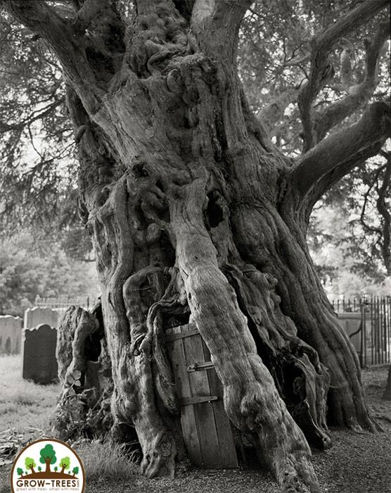 Crowhurst Yew tree