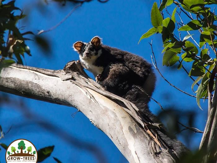 Greater Glider