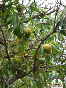 Mexican Apple - Grow-Trees Blog