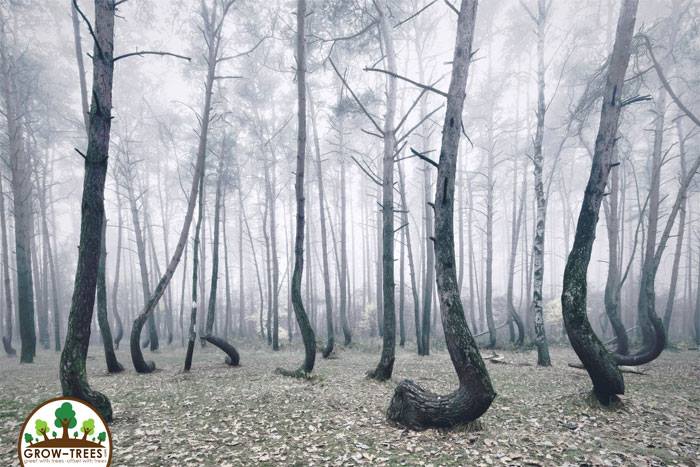 Mysterious Crooked Forest of Poland