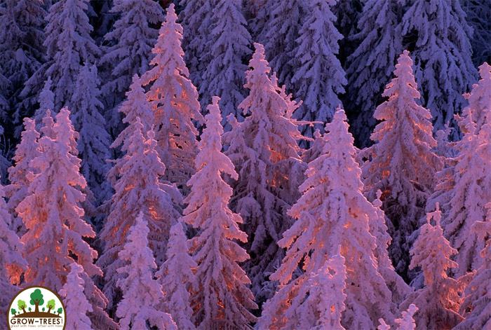 Purple Trees at Germany's Black Forest