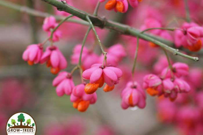 Spindle Tree