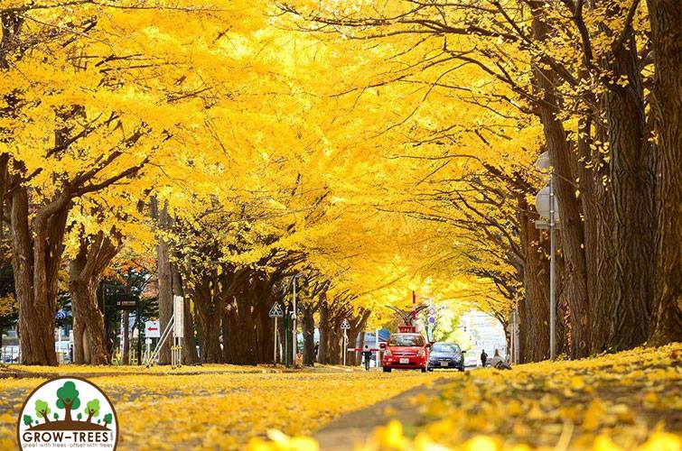 Stunning Golden Gingko