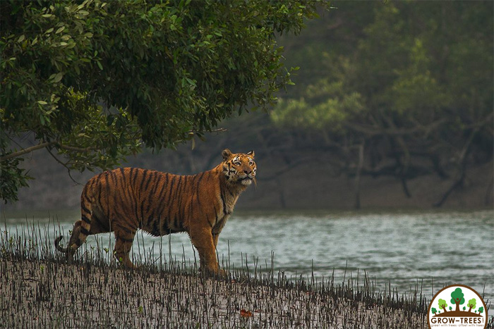 Sundarbans Bengal Tiger