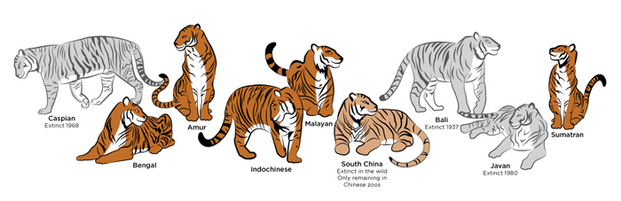Tigers Types