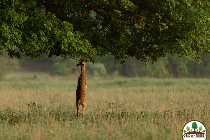 Deer Eating Leaves at Kanha National Park