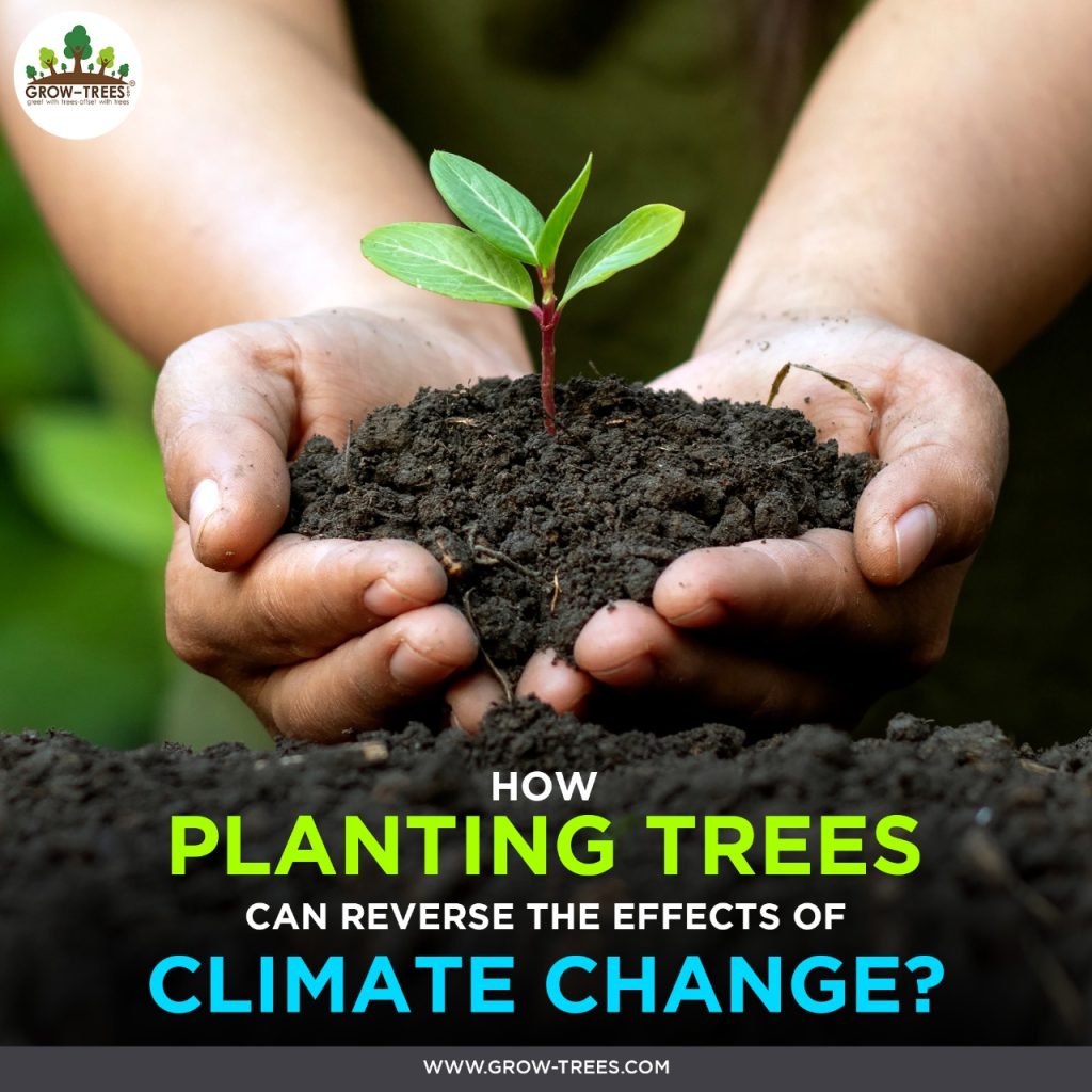 HOW PLANTING TREES CAN REVERSE THE EFFECTS OF CLIMATE CHANGE? Grow