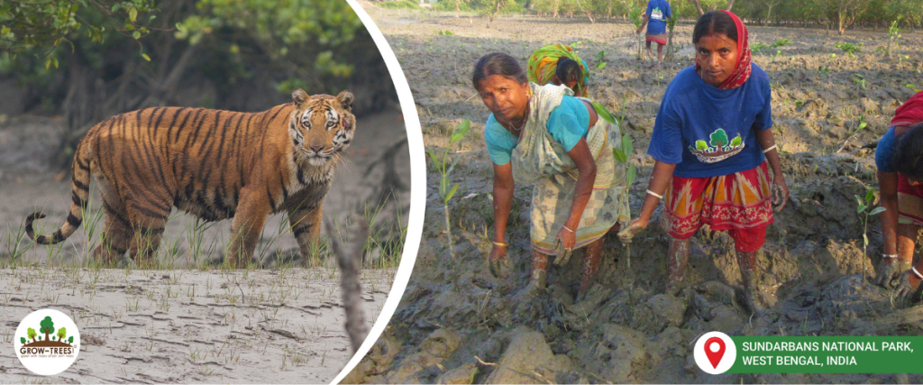 conserve tigers- Sundarbans National Park