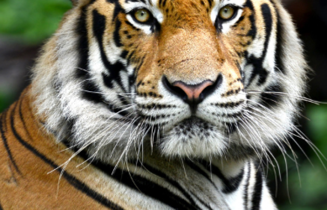 Click to conserve tigers