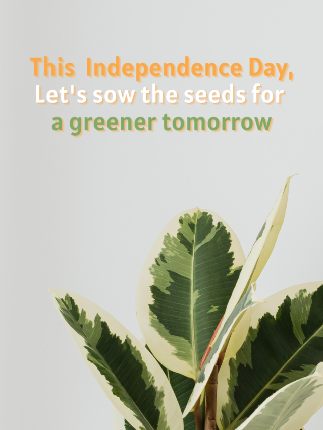 Do Your Part This Indian Independence Day