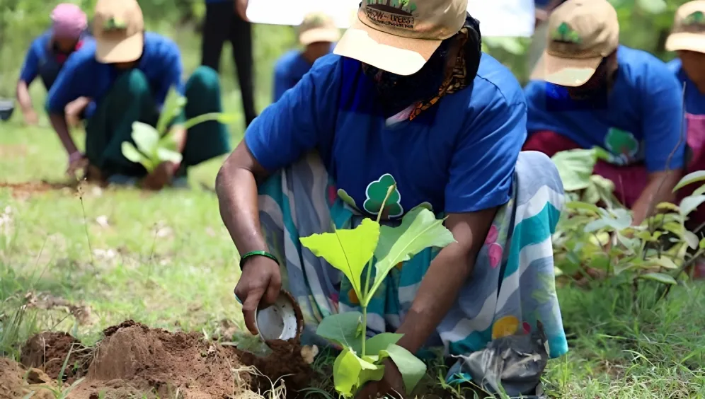 Tree Plantation A Holistic Approach to Achieving Sustainable