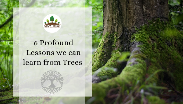 6 Profound Lessons We Can Learn From Trees - Teacher's Day Edition