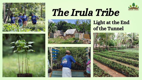 The Irula Tribe: Light at the End of the Tunnel