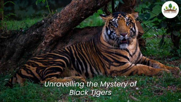Unraveling the Mystery of Black Tigers: Fascination & Flaws